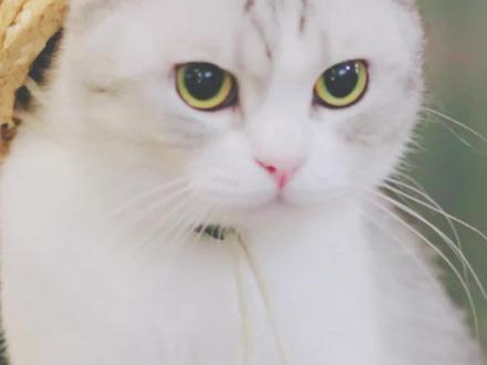 猫咪迷惑行为解析之猫咪的动作语言!#猫咪拜拜的姿势 #猫咪扭扭舞 #小猫咪踩奶