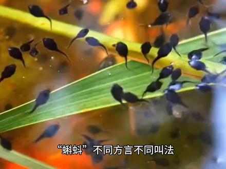 蝌蚪的千万种叫法,小时候摸过,你知道有多少叫法么 #科普一下 #探索世界 #百科知识 #生命科学