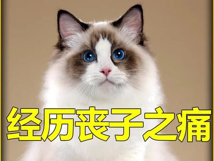 母猫拼命保护自己最后一个孩子 #动物救助 #救助流浪猫 #善待动物关爱生命