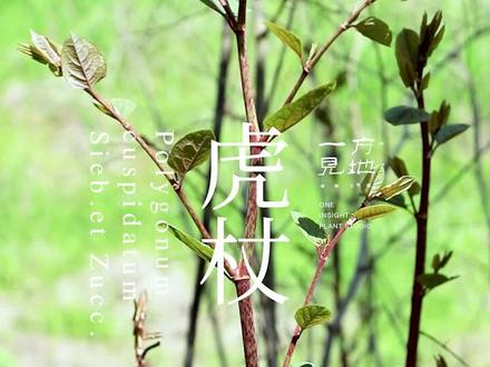 #一日一植物 她的朋友让英国人头疼——虎杖 #寒假充电计划