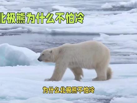 为什么北极熊不怕冷