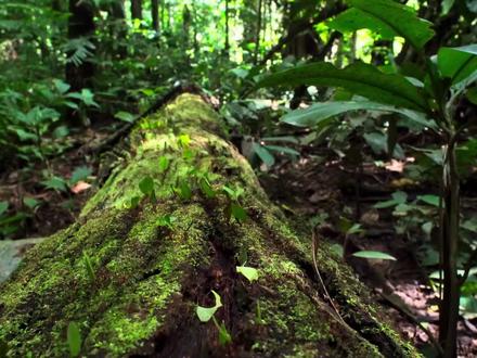 切叶蚁,世界上唯一一种会种植蘑菇的“奇特”蚂蚁#蚂蚁世界 #蚂蚁 #切叶蚁