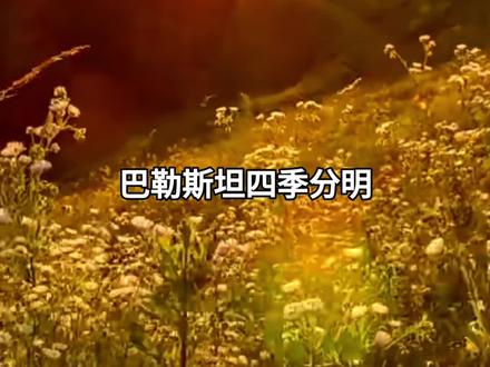 巴勒斯坦四季分明,农产品丰富,农业是巴经济支柱。水果、蔬菜和橄榄(油)是外贸出口的重要部分,占出口产品的25%。可耕地面积为16.6万公顷。从事农业的劳动力占劳动力总数的20%左右。 2012年,巴农业总产值达3.3亿美元,占国内生产总值的5%
工业水平很低,规模较小,主要是加工业,如塑料、橡胶、化工、食品、石材、制药、造纸、印刷、建筑、纺织、制衣、家具等。
据巴工业部提供的资料:巴共有各种工业企业4000家。巴工业主要是加工业,如制革、塑料、橡胶、化工、食品、石材、大理石和人造石板、制药、造纸、印刷、建筑、纺织、制衣和家具等
#勇敢的巴勒斯坦人 #巴以冲突 #巴勒斯坦国 #巴勒斯坦女孩哭诉不公平 #以色列与巴勒斯坦