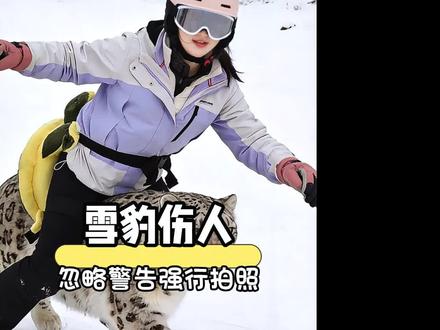 可可托海雪豹伤人#雪豹#可可托海