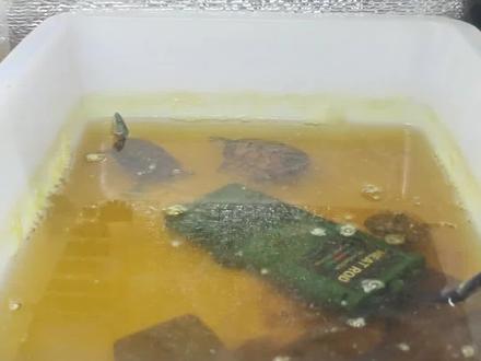 给这些生病的小乌龟换一下水,用了这个鳖菌灵之后加温差不多已经泡好了,太脏了,然后换一下新的水同样就是要防止温差的产生#一般人不告诉他 #抖加小助手 #养龟日常 #上热门 #龟龟🐢