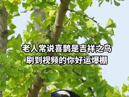 “喜鹊一般喜欢在梧桐树或杨树上筑巢,一双黑色的小爪子紧紧地爪住树的枝干,不时地扇动黑色的翅膀,和风儿、柔软的枝条一起舞动,雄俊而潇洒。 喜鹊枝头喳喳叫,喜讯传来乐淘陶。群芳竞秀艺超群,金榜题名笑纷纷。苦读十年见成效,梦想实现在今朝。著名学府朝你笑,明朝归来是英豪。#喜鹊报喜 #野生鸟类摄影 #小鸟成精了 #金榜题名前程似锦 #万物皆有灵性