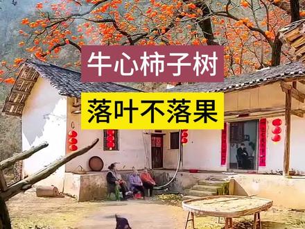 口感软糯香甜的牛心柿子树,冬天落叶不落果!抗严寒耐高温!#柿子树 #别墅庭院植物 #果树 #花卉绿植