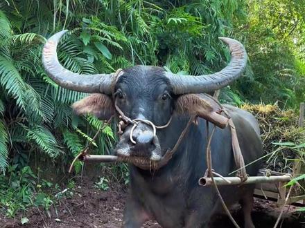 水牛真的是特别特别有灵性的动物 #水牛 #万物有灵 #动物 #放牛