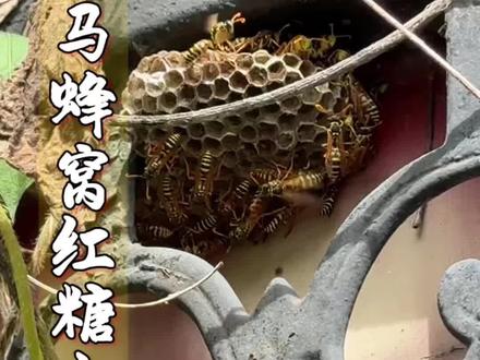 马蜂窝红糖水#蜂巢#土方法#老祖宗的智慧#养生就是养健康#内容启发搜索