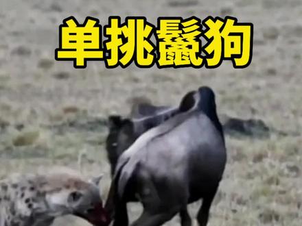 角马单挑鬣狗 #野生动物零距离 #动物世界
