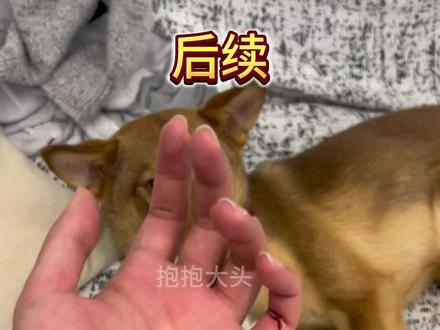 真相是一点点浮出水面的,失望也是一次次累积的 #咬主人的狗 #流浪狗