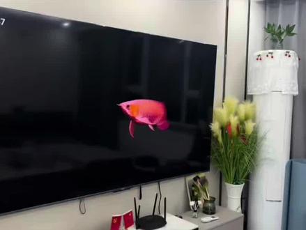 伏脂辌辍木牛流洞座
电视养鱼教程来啦#TCL电视#养鱼#电视养鱼教程#电视屏保#观赏鱼