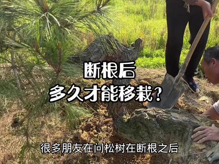 松树盆景断根后多久才能移栽?#盆景 #盆景移栽 #盆景养护 #上热 @DOU+小助手