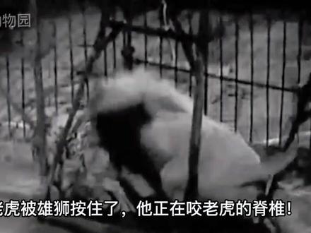 雄狮和老虎大战,森林之王对战草原霸主,到底谁更胜一筹,让视频来我们证明!#狮子 #老虎 #神奇动物在抖音 #动物世界 #创作灵感 #意不意外