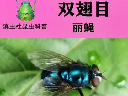 家庭常见昆虫二——丽蝇#昆虫世界 #昆虫 #丽蝇