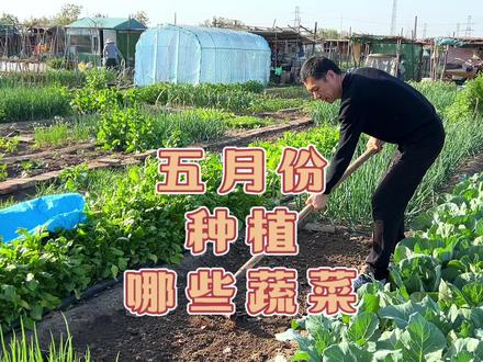 适合五月份种植的蔬菜🥬很多,不要错过种植时间 #种菜 #自己种的纯天然的绿色蔬菜 #学种菜 #来抖音学农技 #田园生活