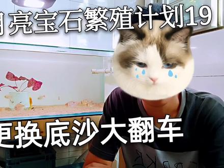 月亮宝石繁殖计划19 更换底沙大翻车#南美缸#圣塔伦#矮缸#造景