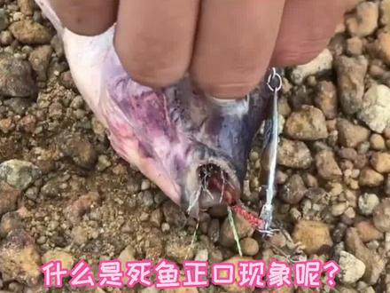 #无穷小亮希望天元邓刚钓水猴子 @无穷小亮的科普日常 和@天元邓刚 的梦幻联动,原来死鱼正口是这么回事!