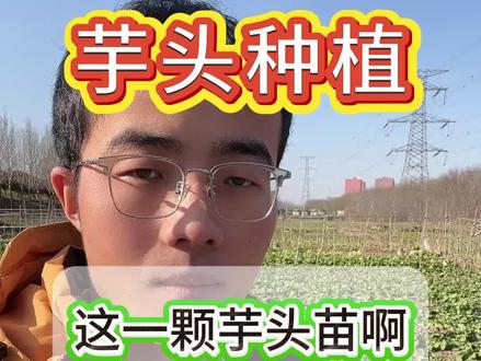 这一棵芋头啊一片土霉素,高产挡不住 #芋头#种芋头#芋头种植#芋头种植技术#芋头种植流程