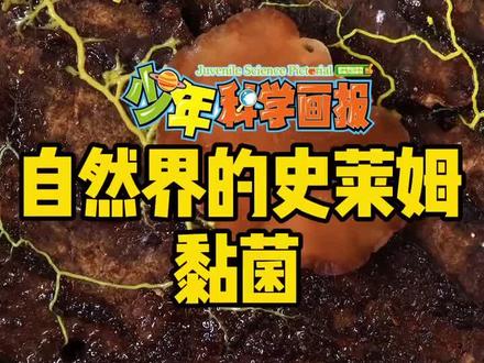 来看神奇的黏菌怎么吃饭吧~🤔