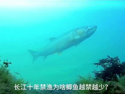 长江十年禁渔为啥鲫鱼越禁越少?#长江十年禁渔 #长江禁渔dou行动 #长江鲫鱼 #真实户外