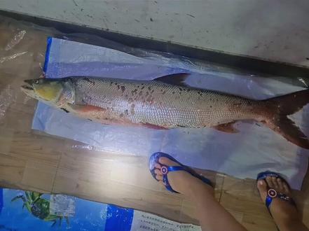 听说淡水霸主鳡鱼 60~70元一斤 😢😱😱😱😱我家都卖的二十多块钱一斤 #钓鱼的乐趣只有钓鱼人懂