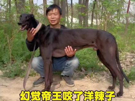大意了,放狗时,忘记把幻觉帝王的圈门关上了,导致与洋辣子发上冲突,幸好帝王是鲨鱼嘴,上下额不平行重合,不然洋辣子更惨 #萌宠 #狗狗 #热门