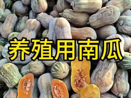 南瓜也不好卖了,1毛3每斤,优质饲料,拿去喂牛,喂猪吧,河南南阳邓州市。湖北,河南,湖南,安徽的看看。南瓜籽也有人收。#抖音助农 #南瓜 #新农人计划2023 #养猪 #南瓜籽