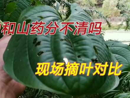 山药黄独傻傻分不清吗?现场摘叶来逐一对比,掌握细节不用愁 #中草药 #野生草药 #大自然的馈赠
