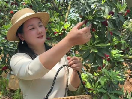 中国杨梅看浙江,浙江杨梅看兰溪,兰溪杨梅已经上市120一斤 #新农人计划#兰溪杨梅#马涧杨梅 #杨梅熟了 #又到了摘杨梅的季节
