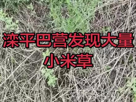 滦平巴营发现大量小米草。#野外真实风景 #田间杂草