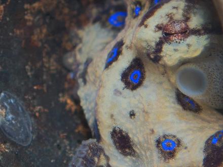 蓝环章鱼,修炼“爱情”好辛酸 蓝环章鱼(blue-ringed octopus)在长期的演化中,形成了独特的求偶形式。
我在家里的鱼缸中完整的观察到了其“谈恋爱”的过程,最开始误以为是打架,好心劝架,搞错了!
#世界之最科学漫游指南 #蓝环章鱼 #科普新锐扶持计划 #科普 #海洋生物 @抖音科普
