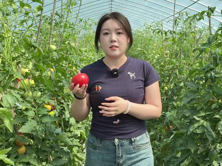 #湖北竹山 楼台观音沟蔬菜大丰收!(作者:明康 审核:方建华)#农业种植 #乡村振兴 #农产品