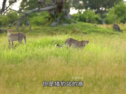 花豹大战猎豹,猎豹最终倒在了花豹口下,可是最终猎豹还是复仇了#纪录片充电计划动物篇 #神奇动物在抖音 #花豹 #猎豹 #豹子