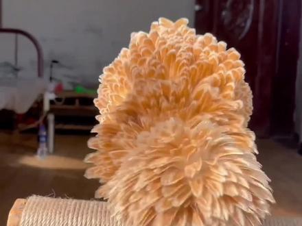 这些动物淋湿后的样子你都见过吗 #动物科普 #搞笑 #保护动物