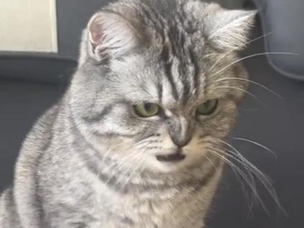 所以小猫梆梆拳到底是什么感觉啊!(cr:@一颗大白天奶糖)#猫咪 #萌宠 #猫咪的迷惑行为 #猫猫拳 #宠物