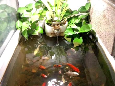 为什么鱼缸有流水鱼还浮头呼吸?鱼浮头呼吸有关系吗? #鱼浮头 #鱼浮头呼吸 #鱼缺氧 #鱼为什么跳缸