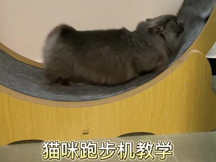 猫咪跑步机教学来了!#萌宠出道计划 #记录猫咪日常 #家有萌宠 #我和我的猫 #铲屎官的乐趣