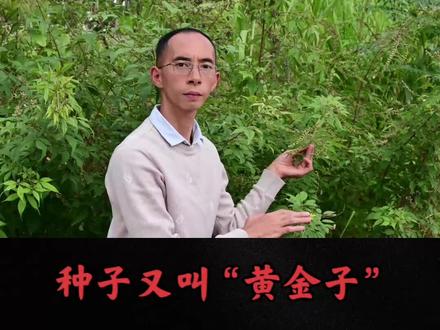 山里宝藏植物黄荆,种子又叫“黄金子”,妙用与好处了解吗? #大自然的馈赠 #草本植物 #黄荆子#我的乡村生活
