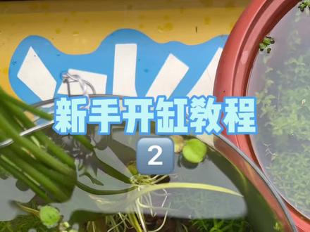 生态缸超详细开缸教程来了,新手养鱼一定要试试 开缸材料:1、火山石,2、溪流石,3、小水兰 高珍珠 小宝塔 圆心萍 重瓣慈菇,4、苹果螺,5、高锰酸钾,6、鱼缸,7、观背青鳉 #低成本做生态缸 #生态缸开缸教程 #古法养鱼 #无打氧无过滤生态缸 #阳台养鱼