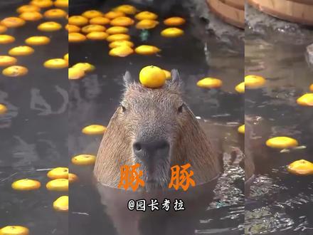 卡皮巴拉:我像你朋友吗? #动物世界 #动物解说 #卡皮巴拉