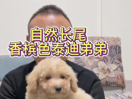 香槟色泰迪,短尾好看还是自然尾好看#泰迪#香槟色泰迪#狗狗#萌宠