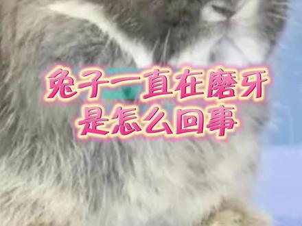 兔子自己磨牙是怎么回事?#宠物兔