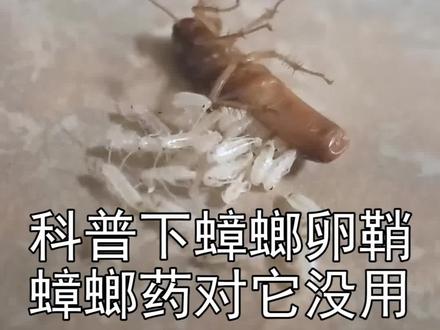 蟑螂卵鞘,一次能生10-30只小蟑螂,很遗憾的讲,目前没有蟑螂药能灭卵鞘,只能曲线救国!