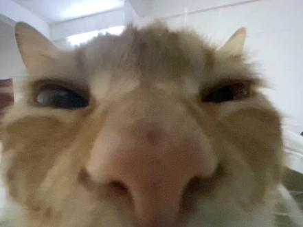 情人节怎么过!!😅🤣🥲😅 #情人节 #情人节怎么过 #抽象 #猫咪 #萌宠出道计划