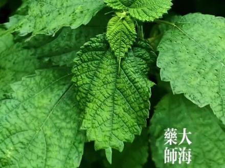 马王堆汉墓出土的素纱禅衣就是以苎麻为原料制成。#一日一植物 #中草药 #科普 #中医 #植物 @DOU+上热门 @DOU+小助手