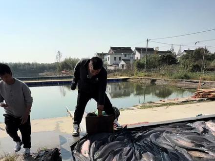 五千多青鱼已下塘,明天早上七点随到随钓!