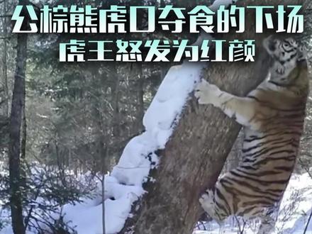 虎王一怒为红颜,怒斩虎口夺食的公棕熊 爱妻被虎口夺食,自家男人哪能受得了,一怒为红颜,顷刻间,体型巨大的公棕熊化为一坨粑粑,两口子又过上了没羞没臊的小日子!#动物科普 #老虎 #棕熊 #猛兽 #虎王