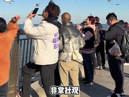 免费喂海鸥避坑攻略#旅行推荐官 #原创视频#海鸥 #官方官方大爱官方热门 #上热搜 @抖音小助手 @抖音创作小助手 @抖音创作灵感