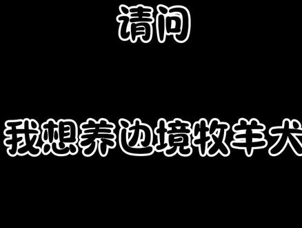 养狗劝退之边境牧羊犬#边牧